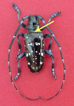 Adult Male Asian Longhorned Beetle