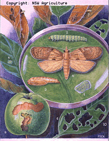 Life stages and damage of light brown apple moth