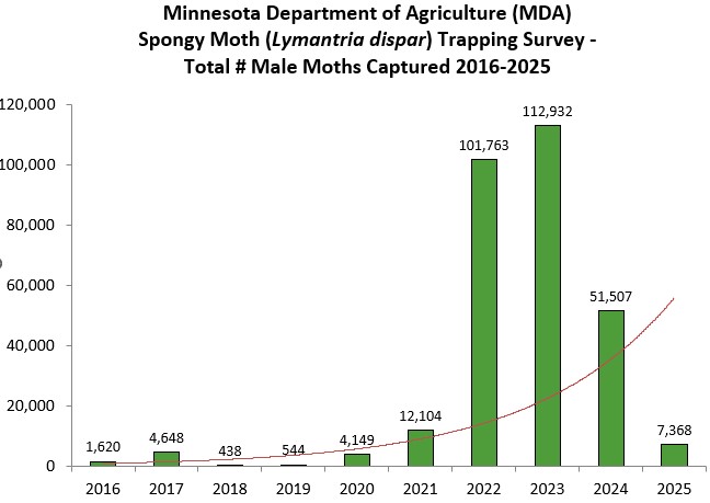 spongy moth trapping survey showing number of male moths captured between 2016 to 2025 with highest rates occurring in 2022 and 2023