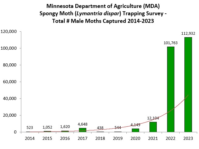 Minnesota spongy moth trapping survey showing spongy moth trapping rates increase exponentially from 2014 to 2023 with especially high trapping numbers in 2022 and 2023