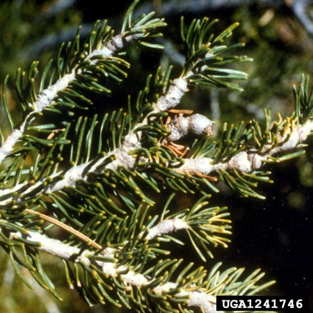 Balsam wooly adelgid damage in the form of swollen, deformed branches