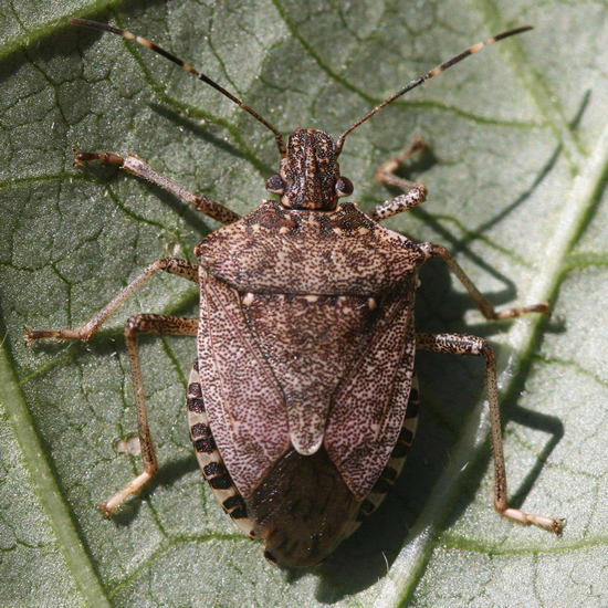 Brown marmorated stink bug adult. Photo by Witney Cranshaw, Colorado State University, forestryimages.org.