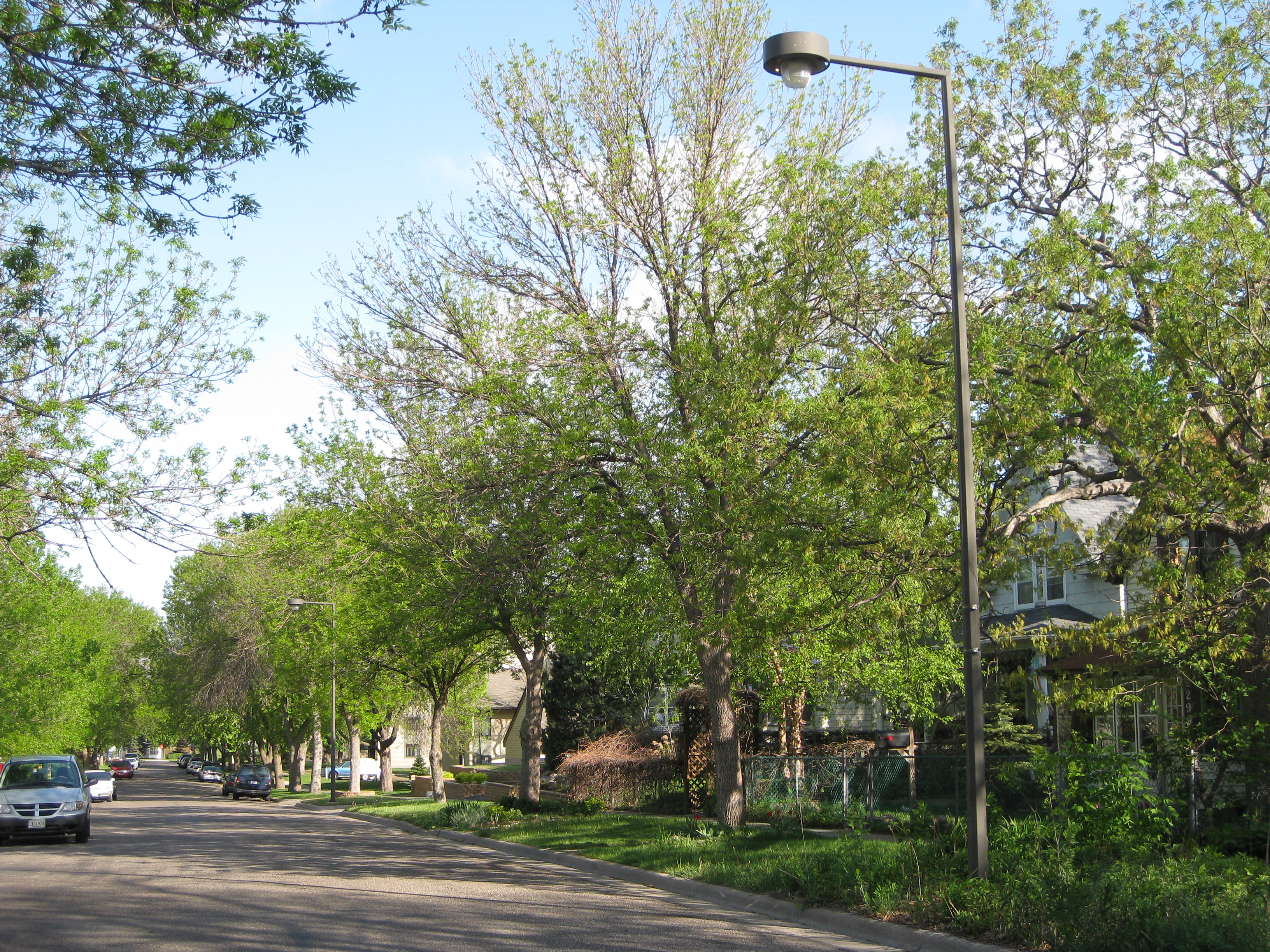 St. Paul street lined with infested ash trees