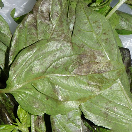 basil leaves with downy mildew