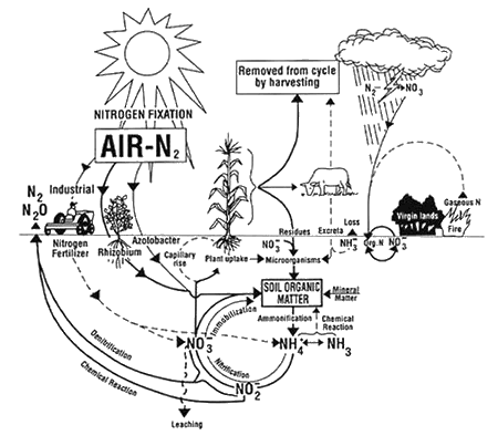Nitrogen cycle illustration