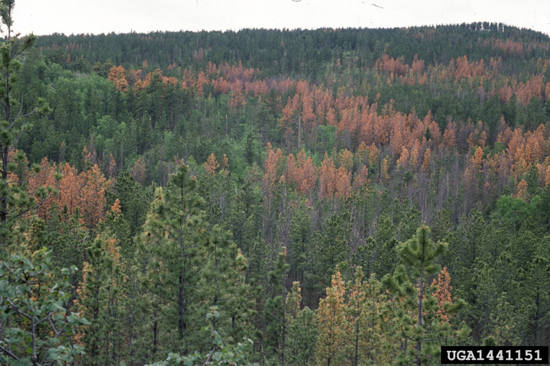 forest damaged by mountain pine beetle