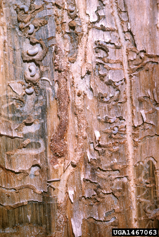 mountain pine beetle insect galleries