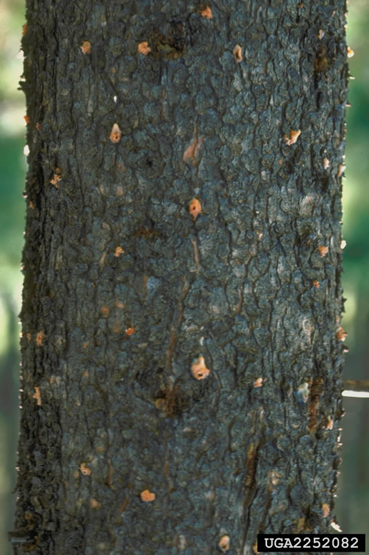 pitch tubes on pine tree infested by mountain pine beetle