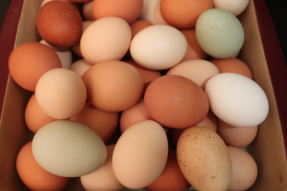 Multi Colored Eggs