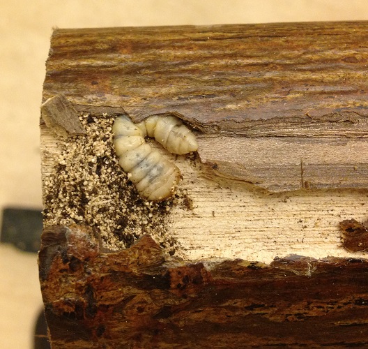 Insect larva found in a piece of furniture.	