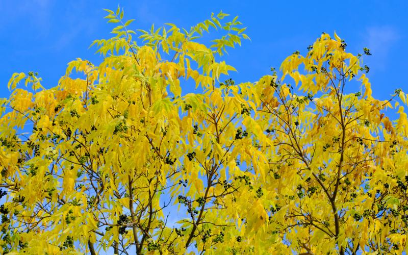 Several bright yellow trees with dark, grape-like fruits in the foreground. The background is a bright blue sky.