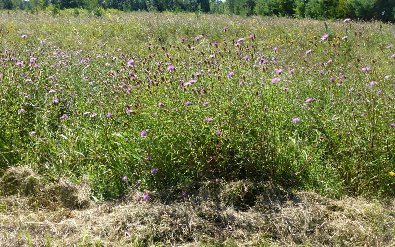 Field filled with purple flowering brown knapweed plants. 