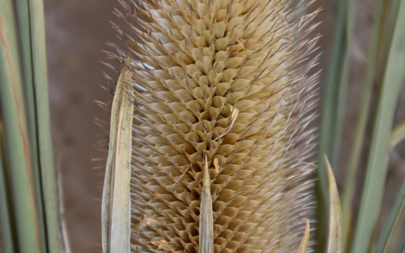 A dried seedhead against a light