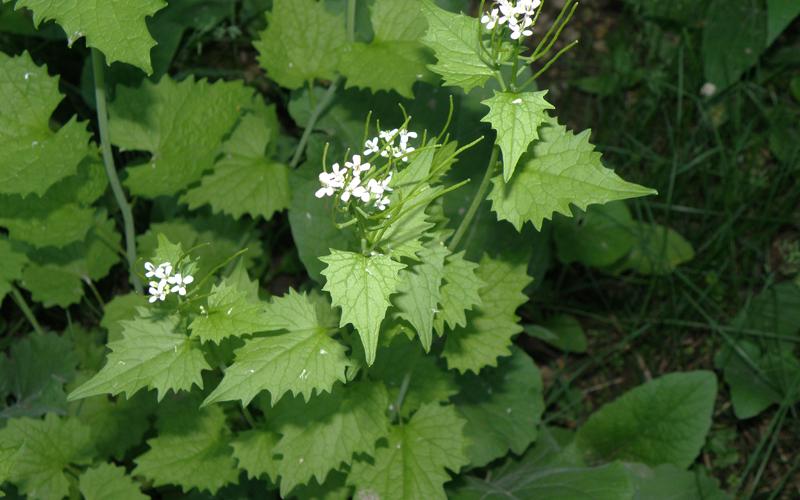 Triangular leaves with toothed margins and tiny white flowers with a dark background. 