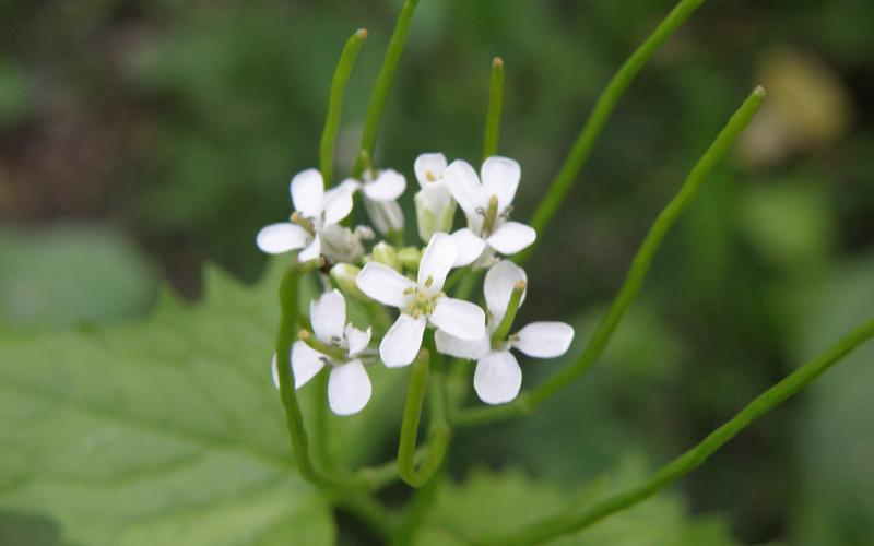 A closeup of a cluster of small white flowers. 