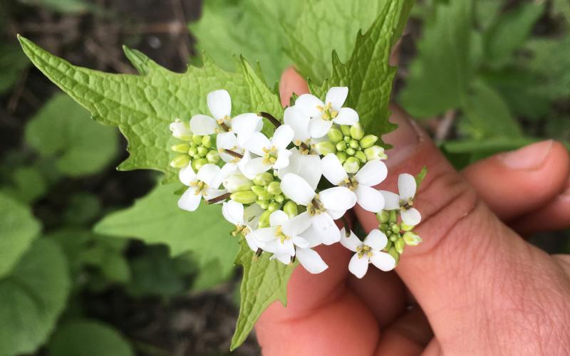 A hand holding a cluster of small white flowers each with 4 petals and yellow centers.