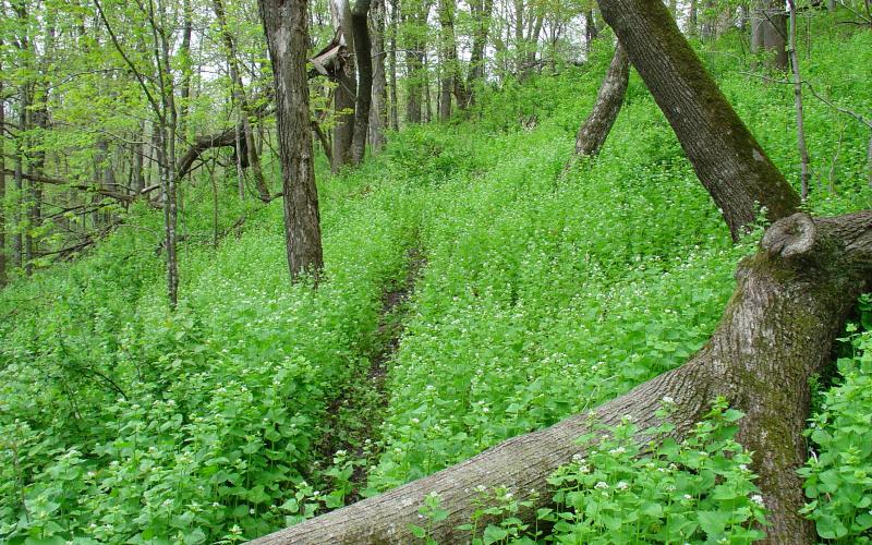 Many garlic mustard plants filling the understory of a forest.