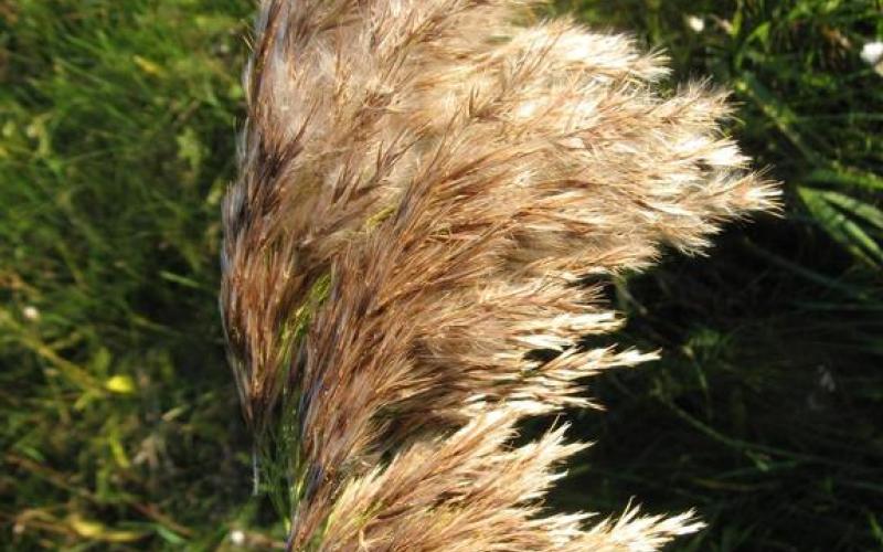 A seedhead with fluffy grayish seeds and a green background.  