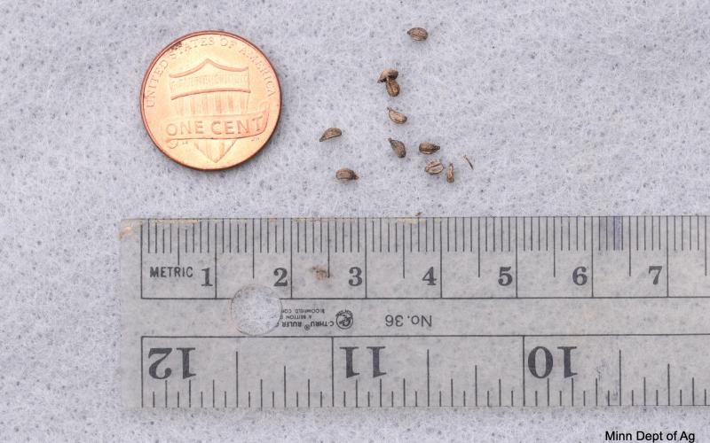 Tiny seed next to a ruler and a penny.  