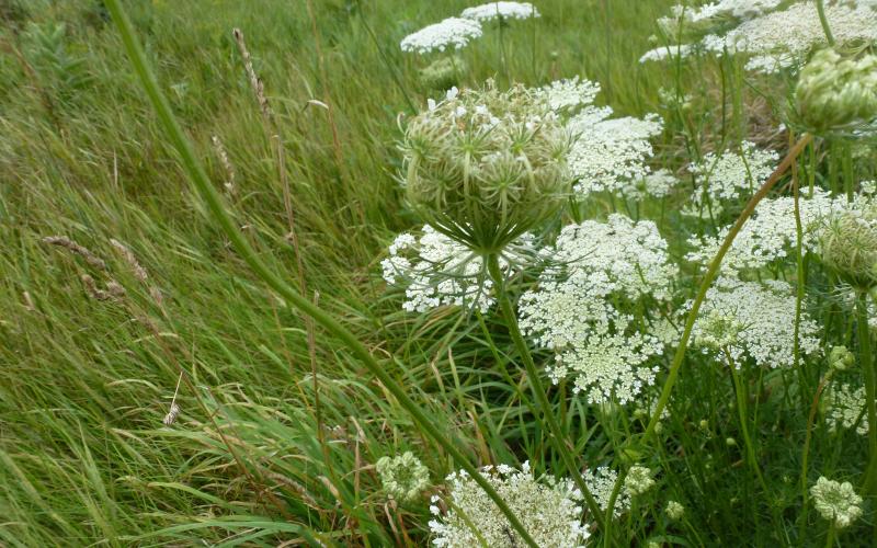 A group of white flowers growing in grass.  