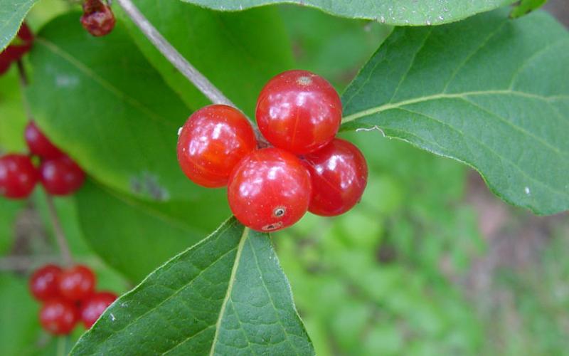 A closeup of red berries with green leaves. 