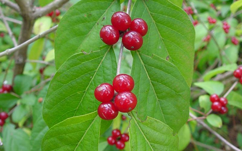 Groups of red berries along a stem with green leaves. 