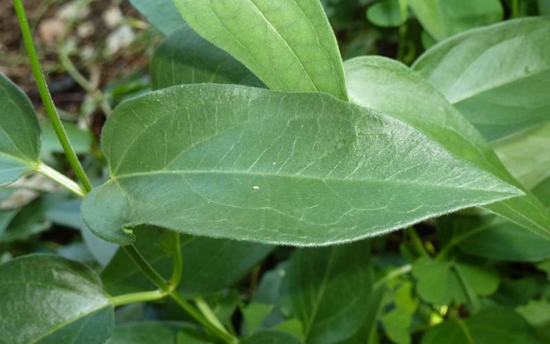 A lance-shaped, shiny green leaf with a pointed tip.