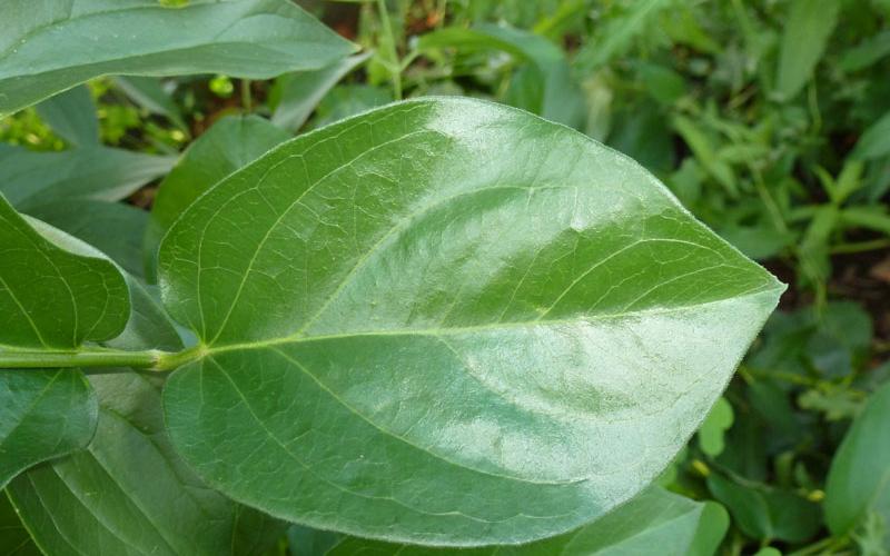 An oval-shaped, shiny, green leaf with a pointed tip.