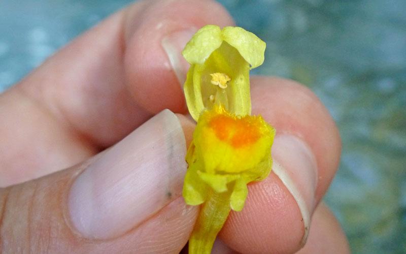 Close up of yellow flower in a person’s hand.