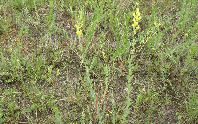 A plant with yellow flowers growing in grass with gravel and sand visible.