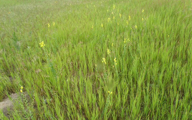Plants with yellow flowers growing in a grassy field.