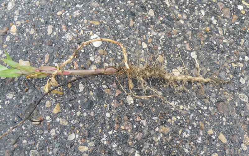 A root laying on an asphalt road.