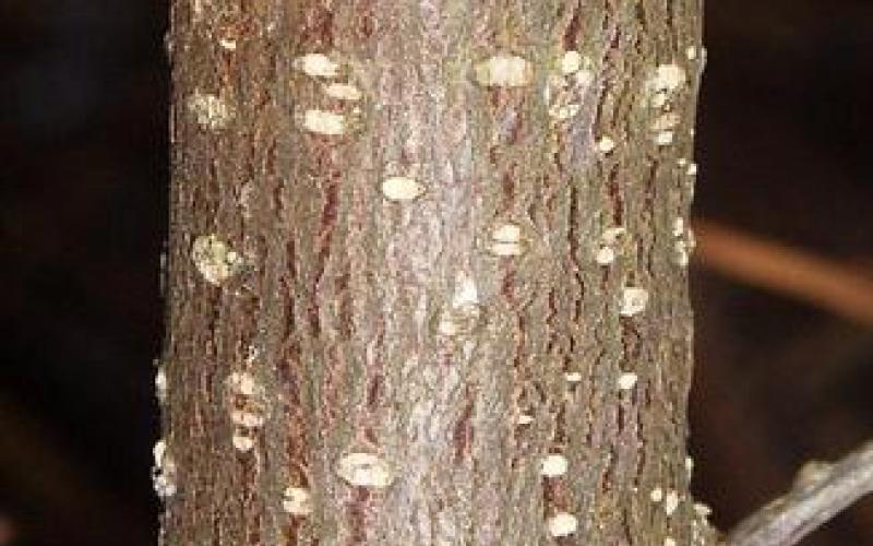 Closeup of a trunk with brown bark and small white spots. 