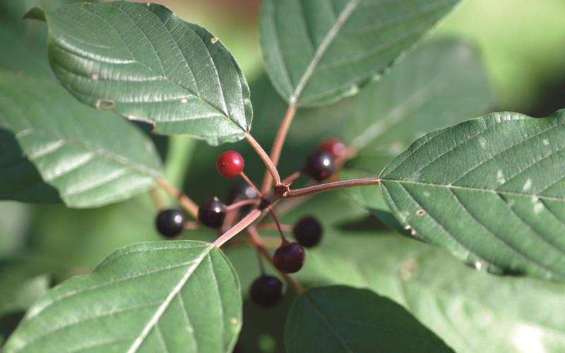 A closeup of black and red berries with glossy green leaves. 