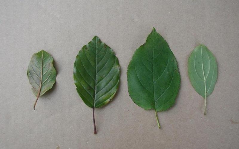 Four leaves on a light background with sizes varying from small to large. 