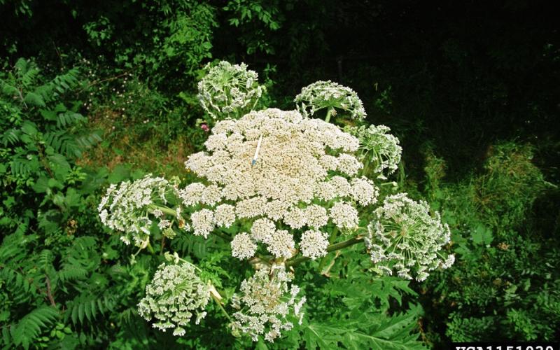A very large white flower similar to a carrot flower. 