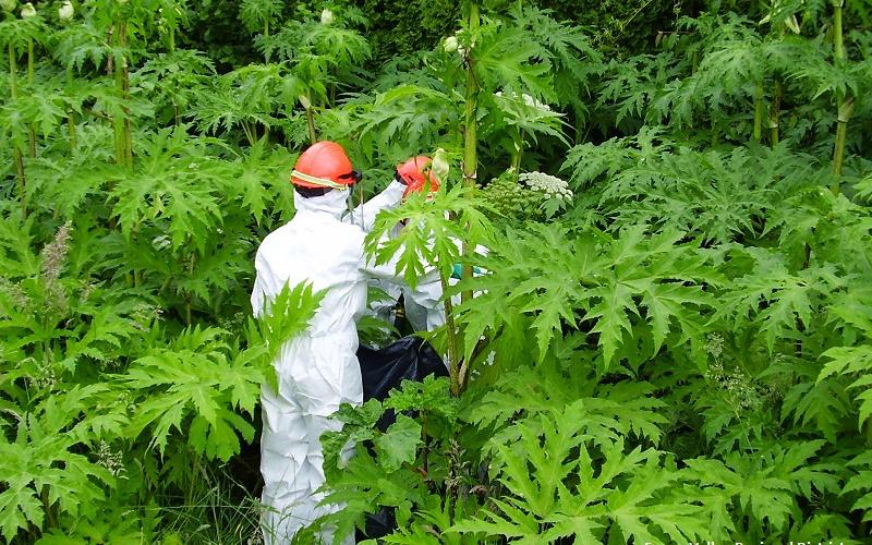 Two people wearing full body Tyvec suits walk through giant hogweed plants. 