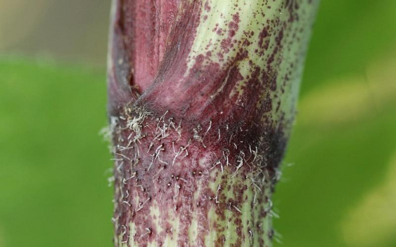 A closeup of a stem with purple mottling and small hairs. 
