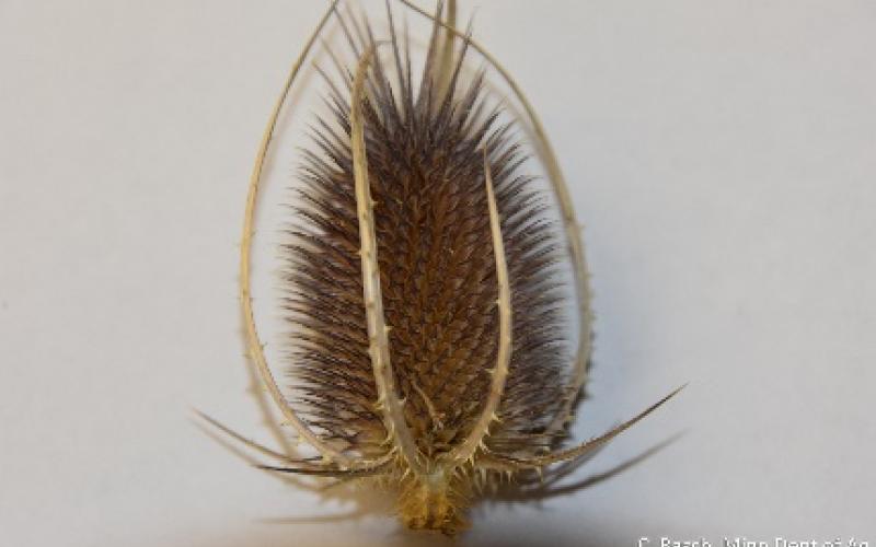 A dried seedhead with the bracts curving around the seedhead.