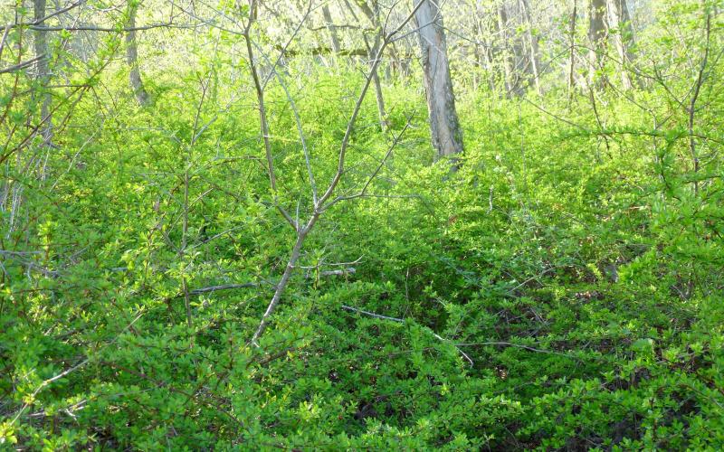 A forest understory with only Japanese barberry plants growing.  