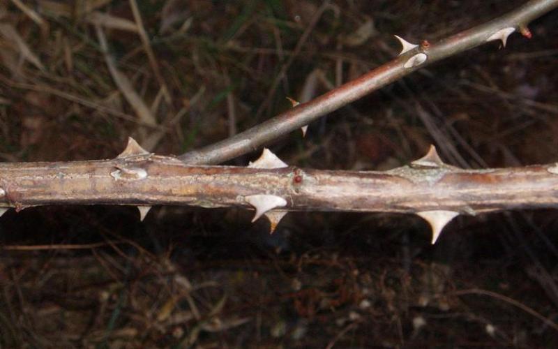 A brown stem with sharp thorns. 