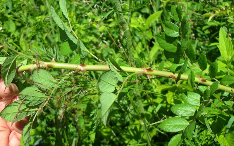 A green stem with leaves and reddish sharp thorns. 