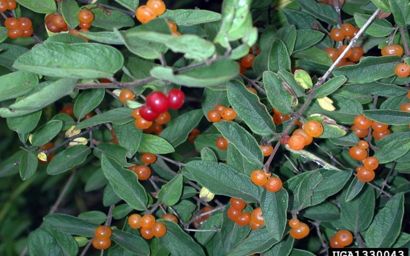 Closeup of stems with dark green leaves and red and orange round berries. 