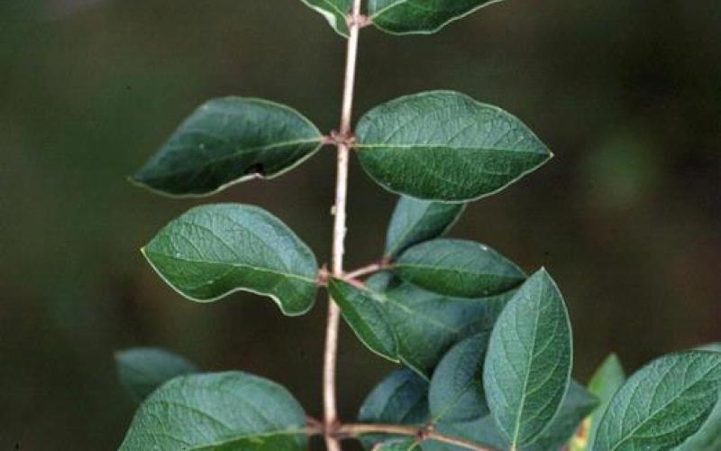 A stem with pairs of dark green leaves and a dark background. 