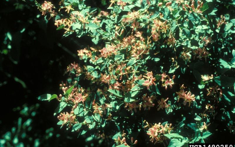 A shrub covered with yellowish tubular flowers. 