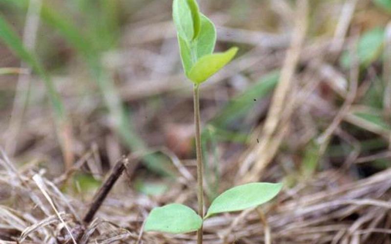 A seedling with pairs of green leaves growing in leaf litter. 