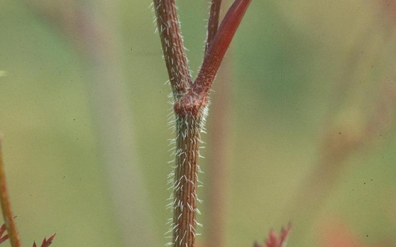 A closeup of a reddish stem with short hairs and a blurred background. 