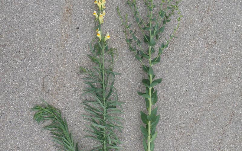 Two plants side by side on a gray background.