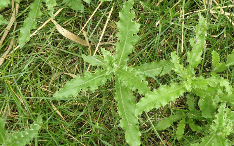 Spiny leaved seedlings growing in grass.  