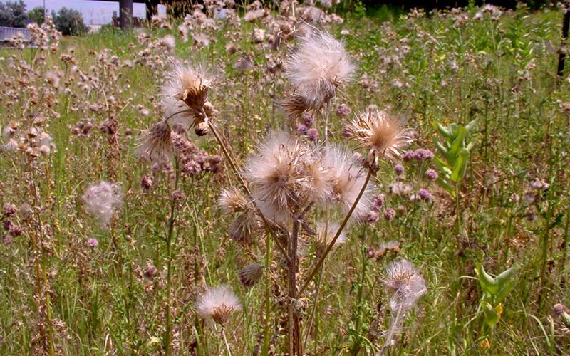 Dried plant with fluffy seedhead growing in a grassy field.  